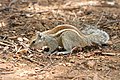 Funambulus palmarum Indian Palm Squirrel