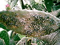 on Opuntia ficus-indica