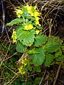 Scrophularia chrysantha