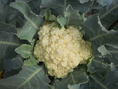 Cauliflower (Brassica oleracea var. botrytis)