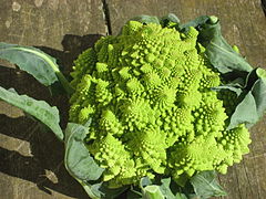 Romanesco broccoli (Brassica oleracea 'Romanesco')