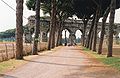 avenue of pines, Rome, Italy