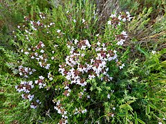 Thyme (Thymus vulgaris)