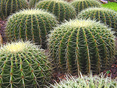 Echinocactus grusonii (Golden Barrel cactus)