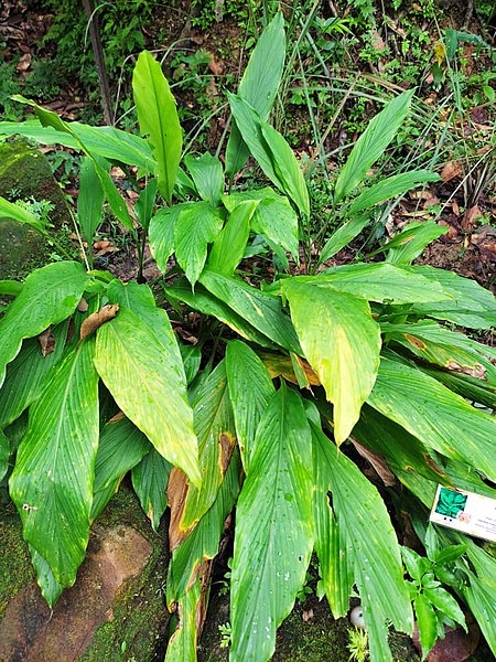 File:Curcuma longa in RDC.jpg