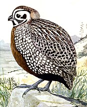 Montezuma Quail