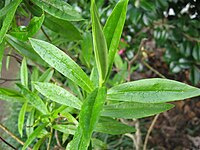 Veronica breviracemosa (Hebe breviracemosa)