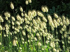 Lagurus ovatus (Bunny Tail Grass)