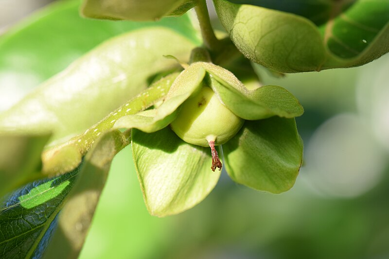 File:Persimmon young fruit 5.jpg