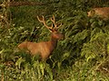 Elk in Redwood National and State Parks