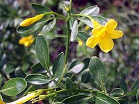 Jasminum fruticans