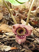 Asarum tohokuense