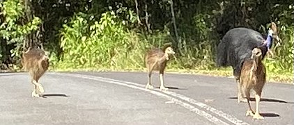 Cassowaries, Cape Tribulation, Far North Queensland, Australia.jpg