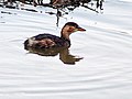 Bharatpur, Rajasthan, India