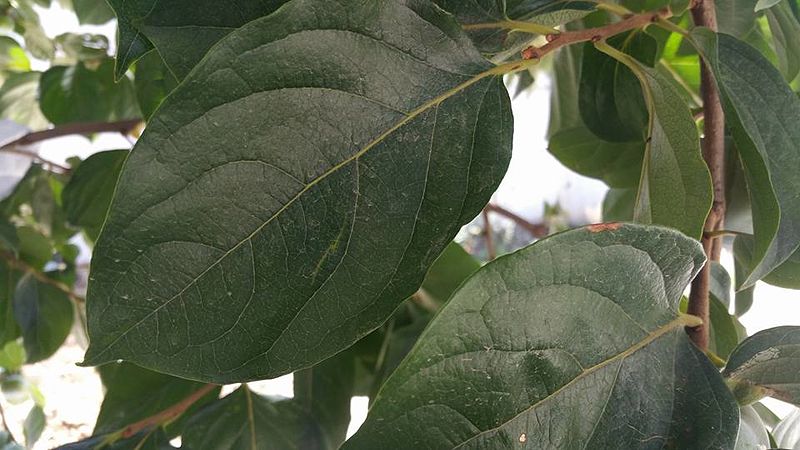 File:Persimmon plant leaves 2222.jpg