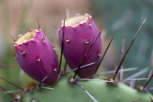 Prickly pear fruit