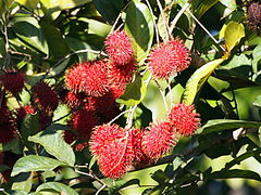 Rambutan (Nephelium lappaceum)