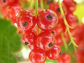 Red currant