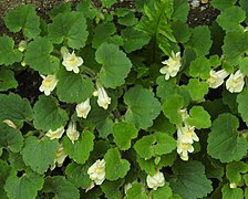 Asarina procumbens