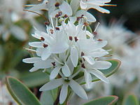 Veronica pinguifolia (Hebe pinguifolia)