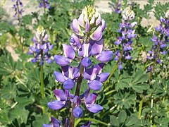 Lupinus succulentus (Arroyo Lupine)