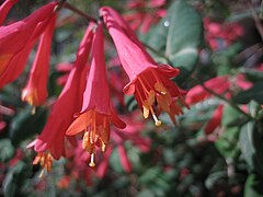 Lonicera sempervirens (Trumpet Honeysuckle, Coral Honeysuckle)