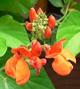 Phaseolus coccineus (Scarlet Runner Bean)