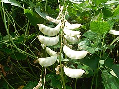 Lima Beans (Phaseolus lunatus)