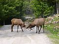 Elk bulls "posturing" for dominance