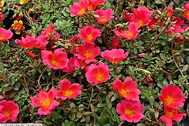 Portulaca (Moss Rose)