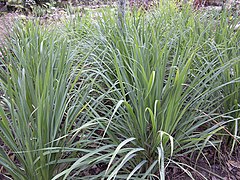 Lemon Grass (Cymbopogon citratus)