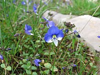 Veronica syriaca