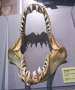 Isurus oxyrinchus jaw.jpg