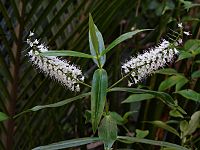 Veronica salicifolia (Hebe salicifolia)