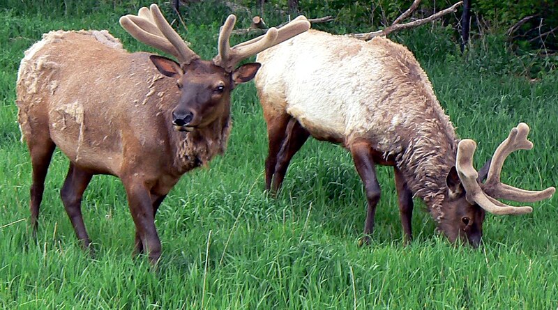 File:Elk Stags.jpg