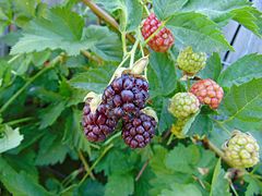 Loganberries (Rubus loganobaccus)