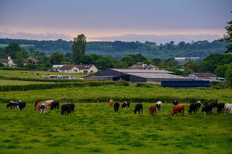 File:East Devon , Grassy Field ^ Cows - geograph.org.uk - 6254326.jpg