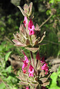 Salvia spathacea (Hummingbird Sage)