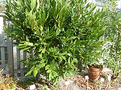 Bay Laurel (Laurus nobilis)