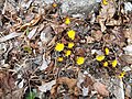 Tussilago farfara