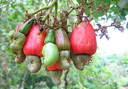 Cashews (Anacardium occidentale)