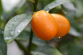 Kumquats (Citrus japonica)