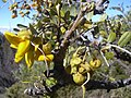 Sophora chrysophylla