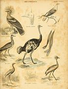 An introduction to the natural history of birds (8337072765).jpg