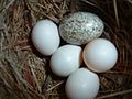 A Molothrus ater egg in a Sayornis phoebe nest