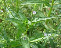 Veronica anagallis-aquatica