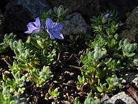 Veronica caespitosa