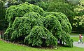 Ulmus glabra 'Camperdownii', Prospect Park, Brooklyn