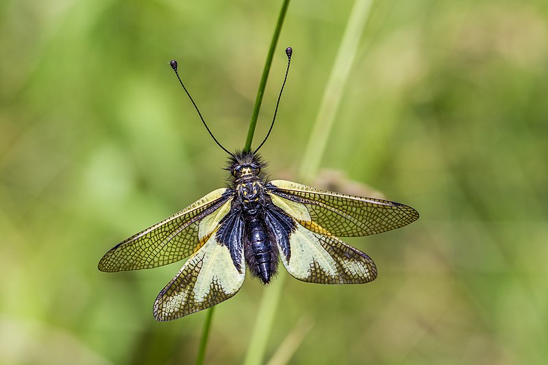 File:Libellen-Schmetterlingshaft im Naturschutzgebiet Badberg (Kaiserstuhl).jpg