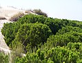 Parque Nacional de Doñana, Matalascanas, Andalusia, Spain